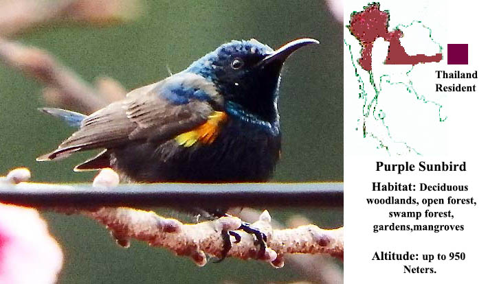 Purple Sunbird