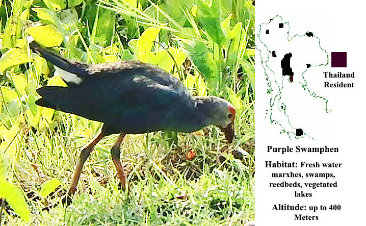 Purple Swamphen