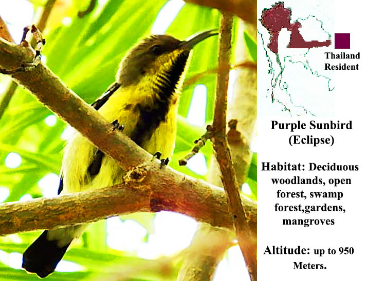Purple Sunbird (Eclipse)