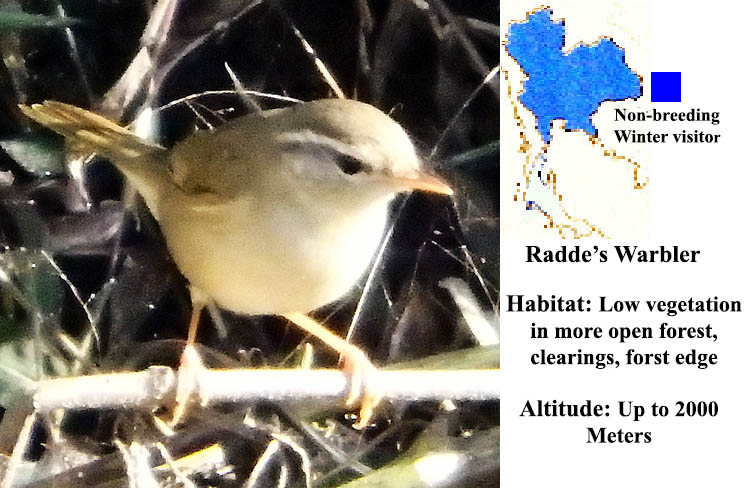 Radde's Warbler