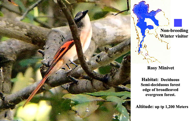 Rosy Minivet