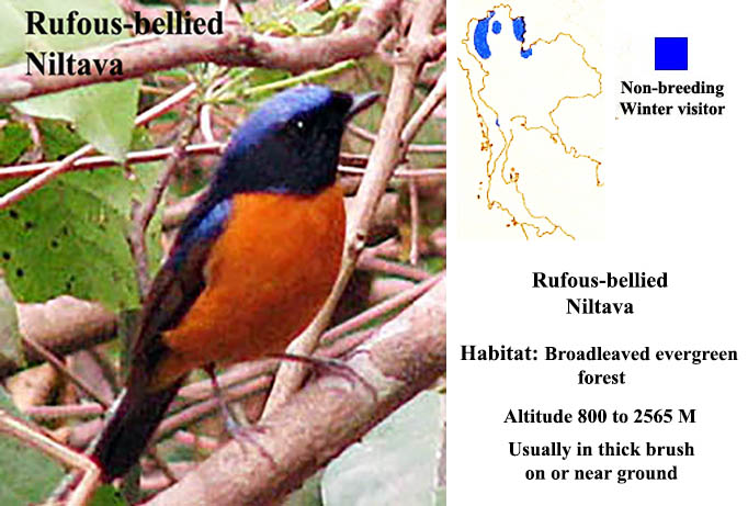 Rufous-bellied Niltava