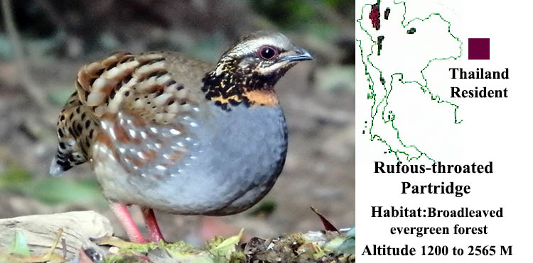 Rufous-throated Partridge