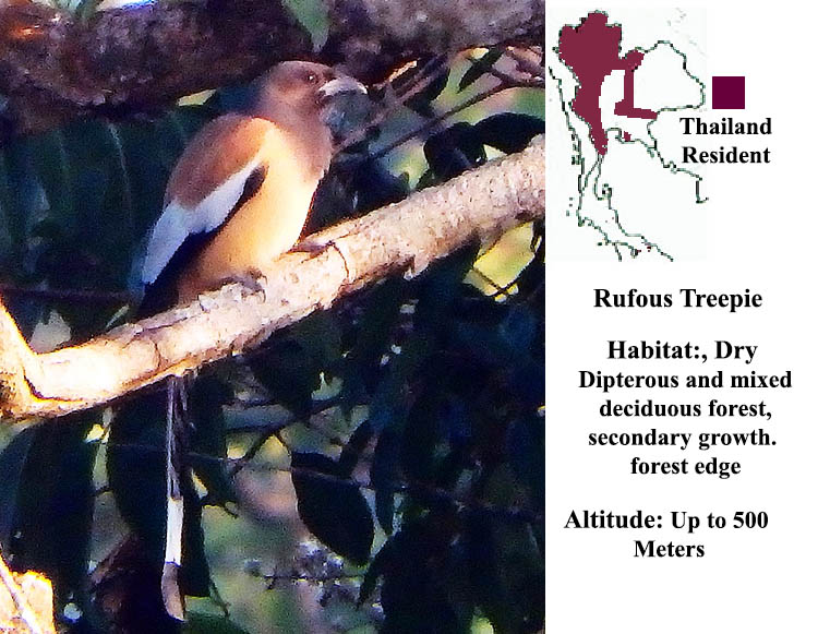Rufous Treepie