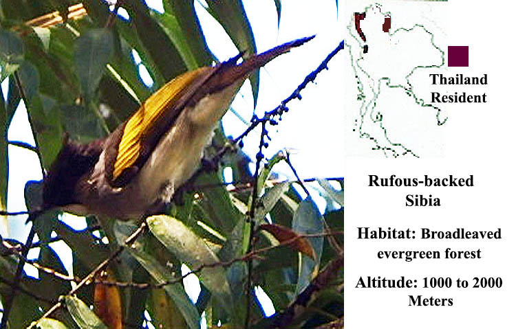 Rufous-backed Sibia