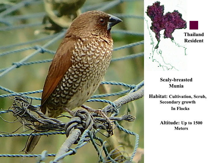 Scaly-breasted Munia