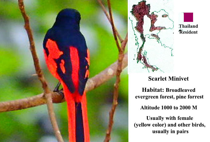 Scarlet Minivet