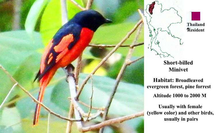 Short-billed Minivet