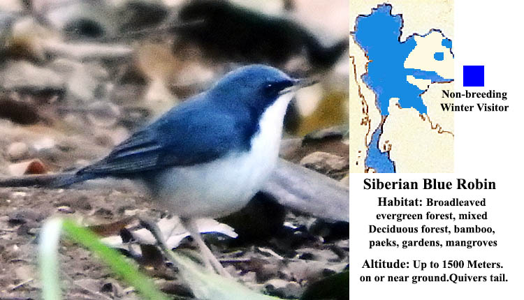 Siberian Blue Robin