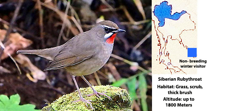 Siberian Rubythroat
