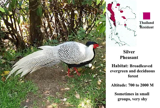 Silver Pheasant