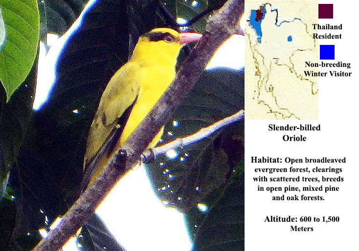 Slender-billed Oriole