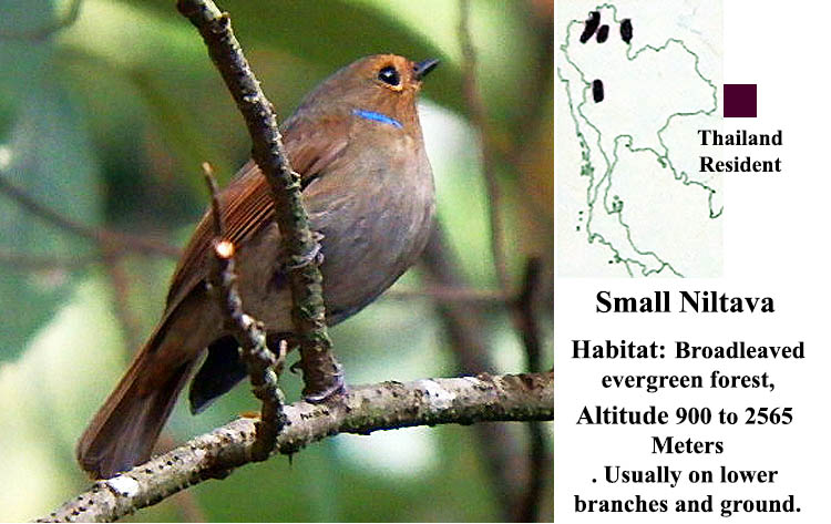 Small Niltava (Female)
