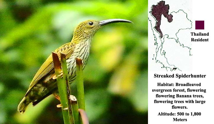 Streaked Spiderhunter