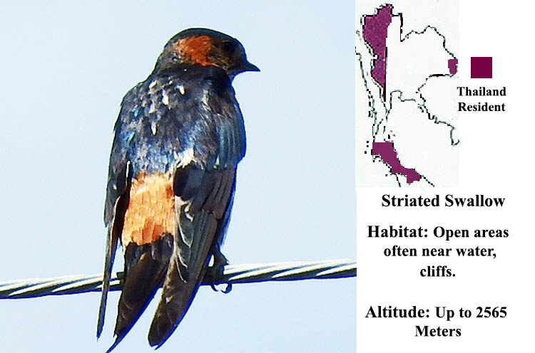 Striated Swallow