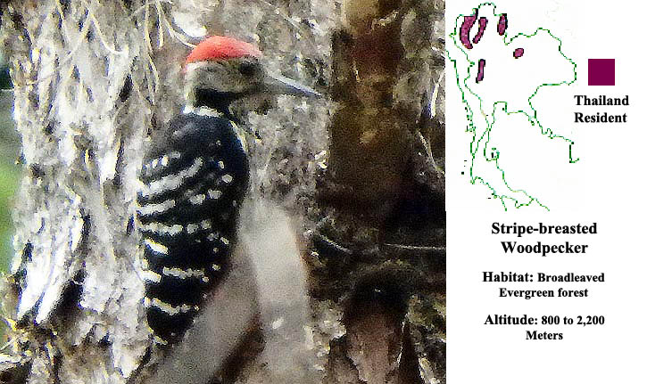 Stripe-breasted Woodpecker