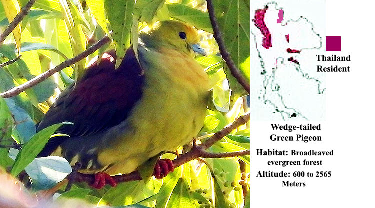 Wedge-tailed Green Pigeon