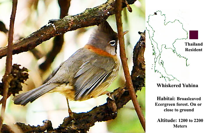 Whiskered Yuhina