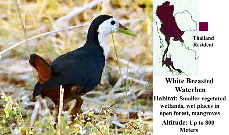 White-breasted Waterhen