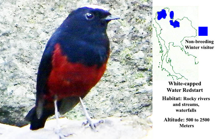 White-capped Water Redstart
