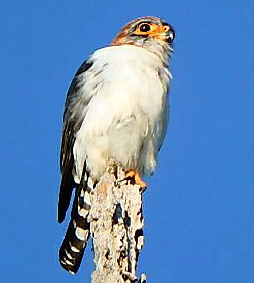 White-rumped Falcon