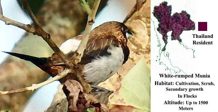 White-rumped Munia
