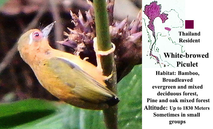 White-browed Piculet