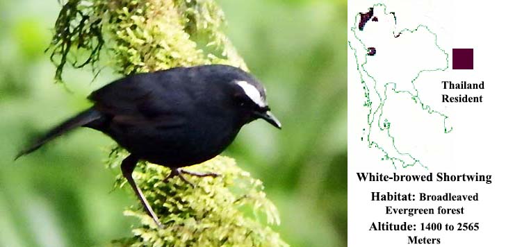 White-browed Shortwing