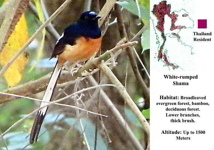 White-rumped Shama