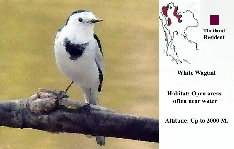 White Wagtail