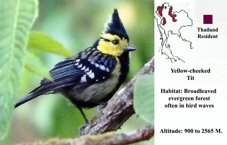 Yellow-cheeked Tit