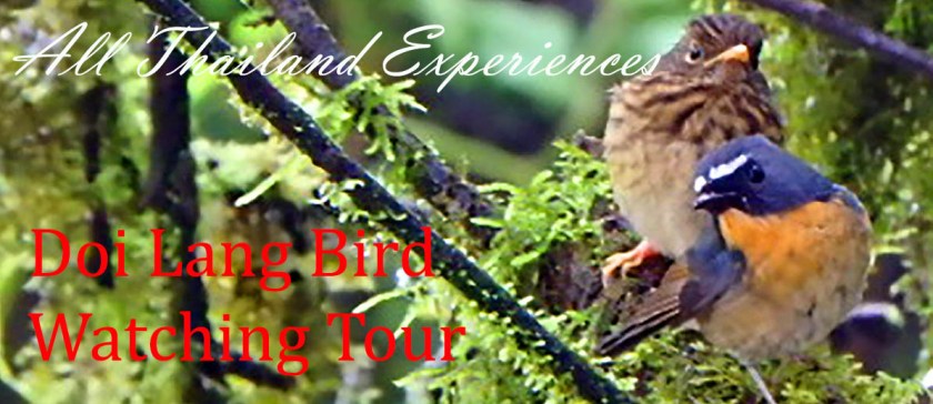 Doi Lang Bird Watching
