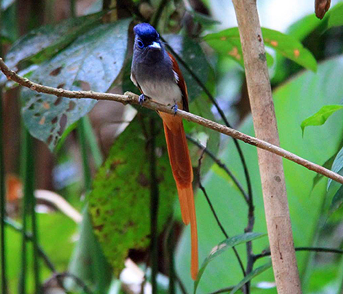 Asian (Blyths) Paradise Flycatcher