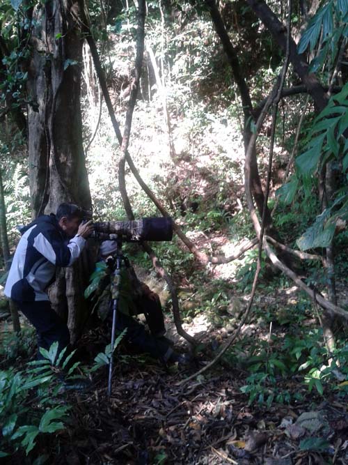 Bird Photography at Doi Inthanon
