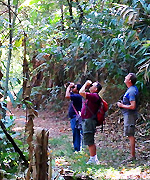 Birding Doi INthanon National Park Thailand