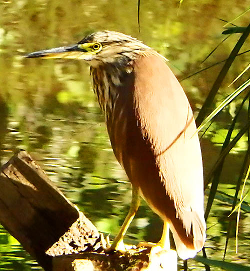 Cinnamon Bittern