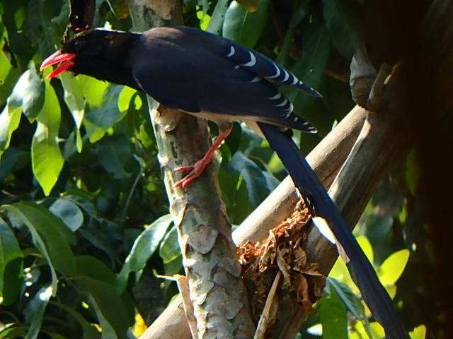 Red-billed Blue Magpie