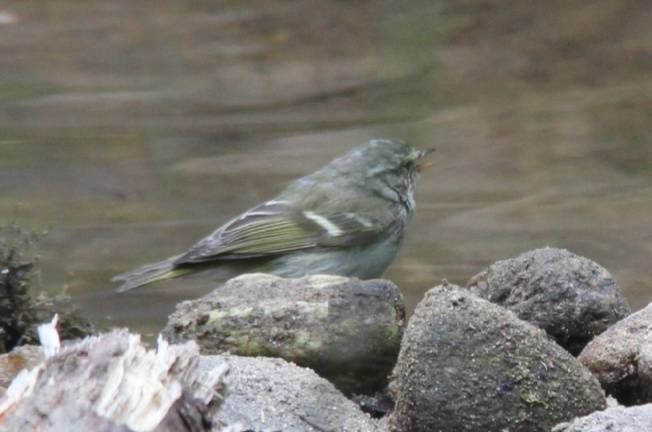Yellow-browed Warbler