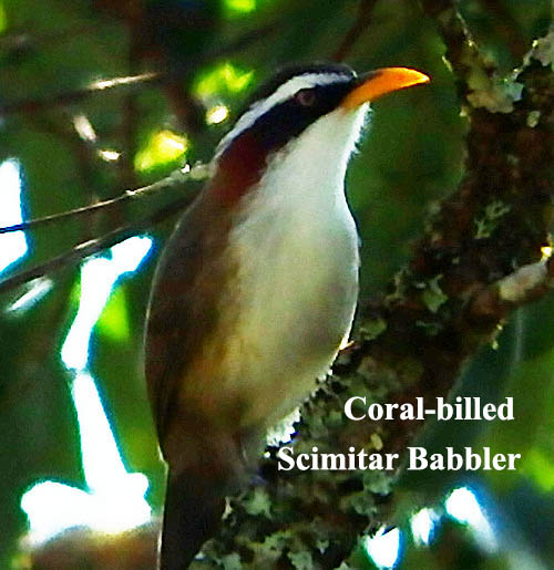 Coral-billed Scimitar Babbler bird