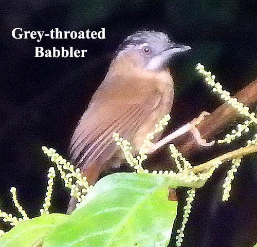 Grey-throated Babbler bird
