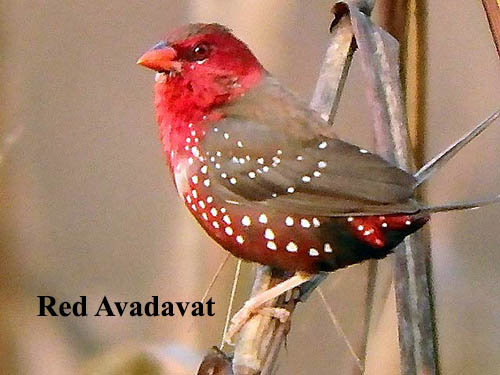 Red Avadavat bird