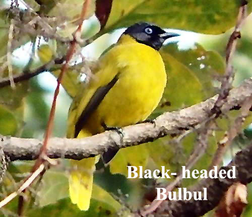 Black-headed Bulbul