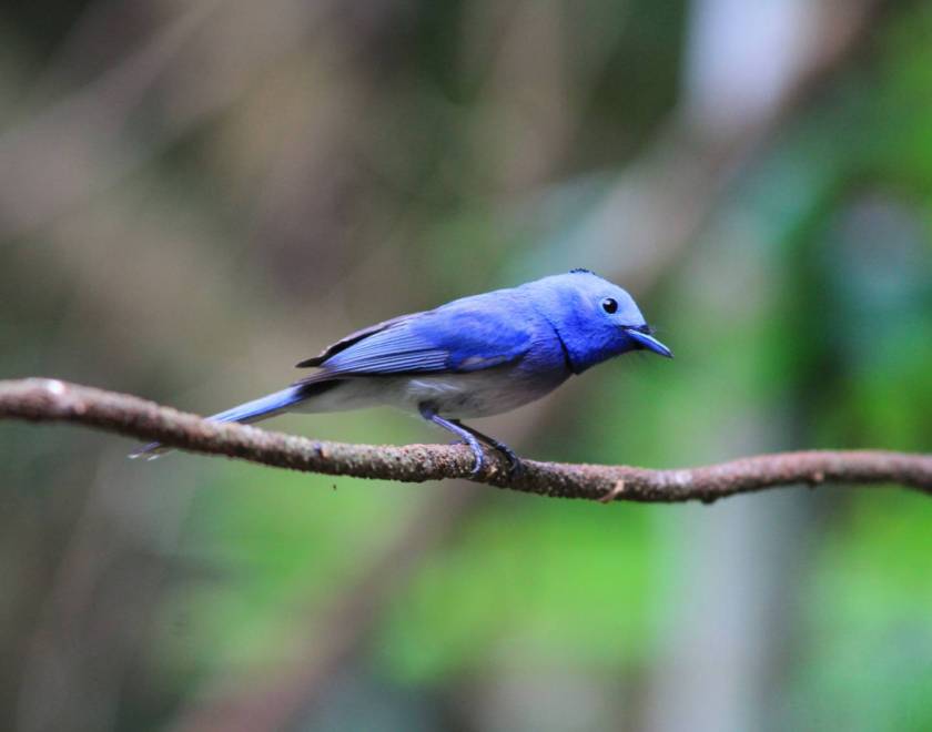 black-naped Monarch