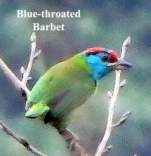 Blue-throated Barbet