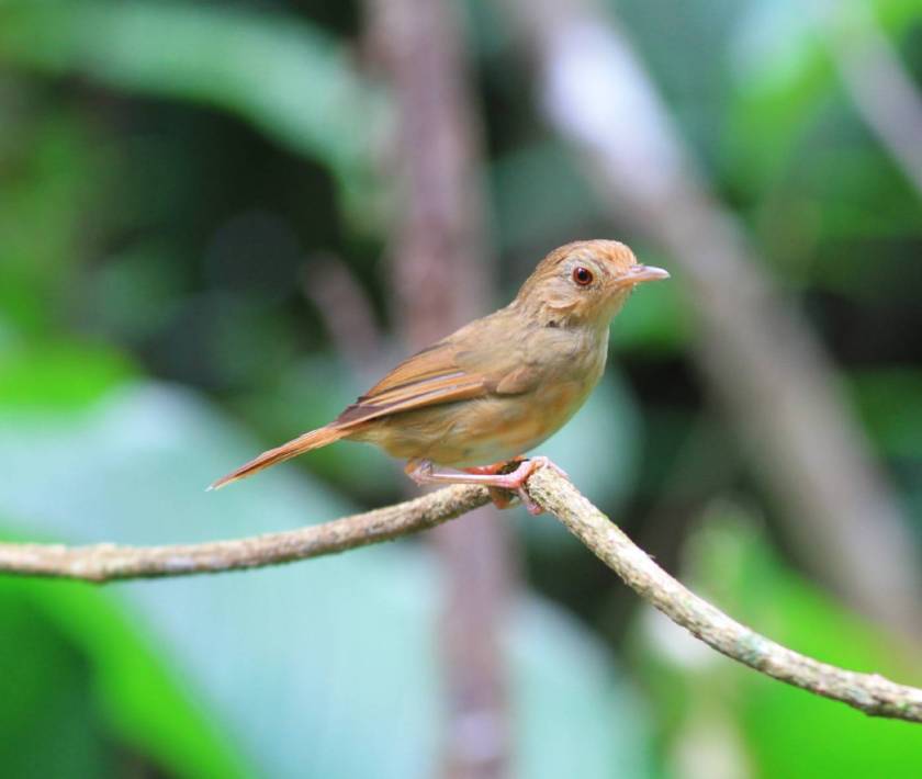 Buff-breasted Babbler