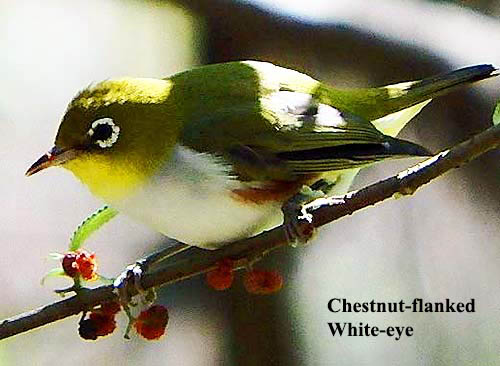 Chestnut-flanked White-eye