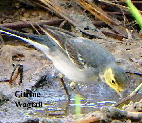 Citrine Wagtail