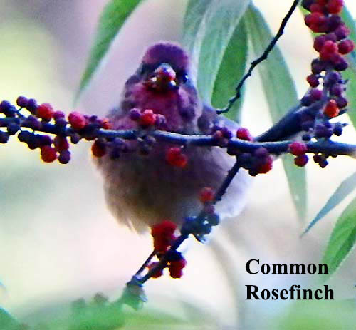 Common Rosefinch