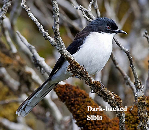 Dark-backed Sibia