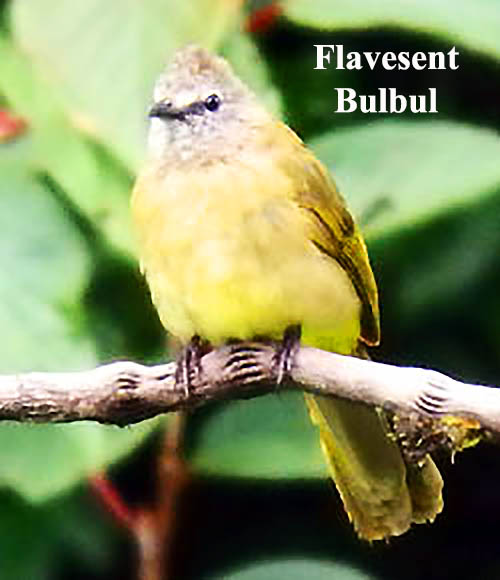 Flavesent Bulbul
